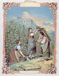 Rypäleiden sadonkorjuu, kalenterista, n. 1880