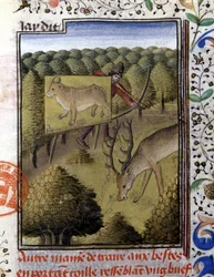 Metsästys peuroja vieheellä - "" Metsästyskirjassa Gaston Phoebus, Foixin kreivi, Lord of Béarn""