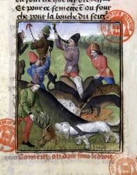 Metsästyskohtaus: hirven osuus koiralaumalle - "" The Hunting Book of Gaston Phoebus, Count of Foix, Lord of Béarn""