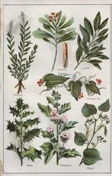 Kuvitus teoksesta "mon docteur - traite de medecine et d