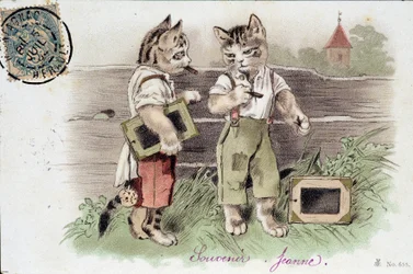 Kuva kissoista tilanteessa - postikortti 1900-luvun alussa.