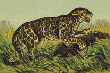 J Jaguarina