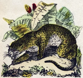 Jaguar. Kaiverrus "" Alphabet des animaux sauvages"". 9. sarja. Kuvia Epinalista, Pellerin, paino-kustantaja, noin 1870. Kaiverrukset puuhun, stenciloitu. 16 sivua. Mitat: 20 x 15 cm. Yksityinen kokoelma