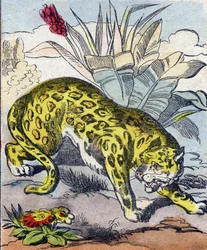 Jaguar. Kaiverrus "Buffon Alphabet des Animaux". 3. sarja N 1. Epinal, Epinal, 1800-luvun loppu. Kuvaus. 16 sivua. Mitat: 28x21cm