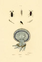 Meduusa, 1833-39