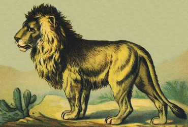 L leijonana