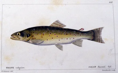 Taimen "kalojen luonnonhistorian" mukaan, kirjoittanut Cuvier, Valenciennes, Pariisi