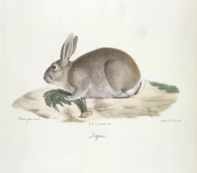 Kani, kani, nisäkkäiden luonnonhistoriasta (väri litho)