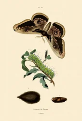 Suuri keisarikoi