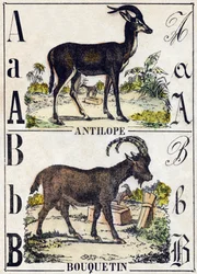 Kirjain A antilooppi; B Ibex. Kaiverrus "" Alphabet des animaux sauvages"". 9. sarja. Kuvia Epinalista, Pellerin, paino-kustantaja, noin 1870. Kaiverrukset puuhun, stenciloitu. 16 sivua. Mitat: 20 x 15 cm. Yksityinen kokoelma