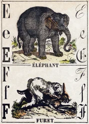E-kirjain Elefantti; F Fretti. Kaiverrus "" Alphabet des animaux sauvages"". 9. sarja. Kuvia Epinalista, Pellerin, paino-kustantaja, noin 1870. Kaiverrukset puuhun, stenciloitu. 16 sivua. Mitat: 20 x 15 cm. Yksityinen kokoelma