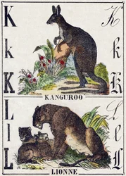 Kirjain K L; K Kanguroo; Leijona. Kaiverrus "Wild Animals Alphabet". 9. sarja. Kuvia Epinalista, Pellerin, kirjapaino-kustantaja, n. 1870. Kaiverrukset puuhun, stensiili. 16 sivua. Koko: 20 x 15 cm. Yksityinen kokoelma