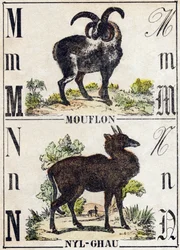 Kirjain M Muflon; N Nyl-ghau (Nyl-ghau). Kaiverrus "Wild Animals Alphabet". 9. sarja. Kuvia Epinalista, Pellerin, kirjapaino-kustantaja, n. 1870. Kaiverrukset puuhun, stensiili. 16 sivua. Koko: 20 x 15 cm. Yksityinen kokoelma