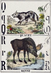 Q-kirjain Quachy (etelä-amerikkalainen leijonakoira); R Poro. Kaiverrus "" Alphabet des animaux sauvages"". 9. sarja. Kuvia Epinalista, Pellerin, paino-kustantaja, noin 1870. Kaiverrukset puuhun, stenciloitu. 16 sivua. Mitat: 20 x 15 cm. Yksityinen kokoelm