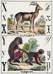 Kirjain X Xantarus; Y Yarques. Kaiverrus "Wild Animals Alphabet". 9. sarja. Kuvia Epinalista, Pellerin, kirjapaino-kustantaja, n. 1870. Kaiverrukset puuhun, stensiili. 16 sivua. Koko: 20 x 15 cm. Yksityinen kokoelma