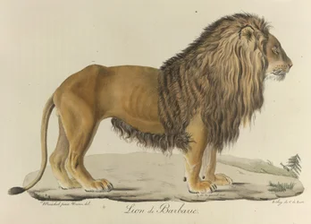 Barbarian leijona. Berberileijona teoksesta "Histoire Naturelle des Mammifères"