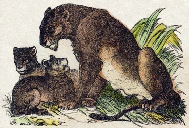 Naarasleijona. Kaiverrus "" Alphabet des animaux sauvages"". 9. sarja. Kuvia Epinalista, Pellerin, paino-kustantaja, noin 1870. Kaiverrukset puuhun, stenciloitu. 16 sivua. Mitat: 20 x 15 cm. Yksityinen kokoelma