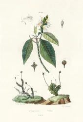 Liverwort, 1833-39