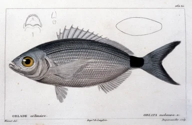 Tavallinen oblade "Kalan luonnonhistorian" jälkeen, Cuvier, Valenciennes, Paris