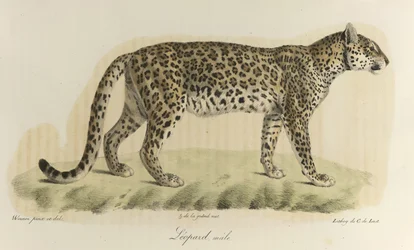 Leopardi, uros. Urosleopardi, kirjasta "Natural History of Mammals" (väri litho)