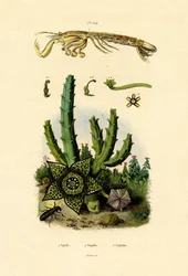 Mantis Shrimp, 1833-39