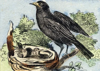 Merle. Kaiverrus "Buffon Alphabet des Oiseaux n 2". 3. Serie N 2. Epinalin kuvantaminen, Epinal, 1800-luvun loppu. 16 sivua. Mitat: 28 x 21 cm