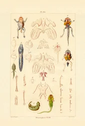 Metamorfoosi