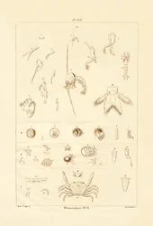 Metamorphosis, 1833-39