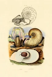Kuuetana, 1833-39