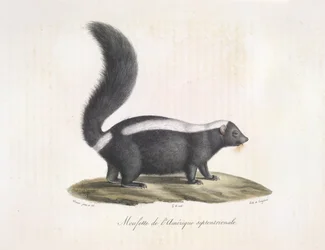 Skunk. Skunk, de la història natural dels mamífers (litografia de color) finlandès