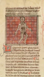 Ms 2030 fol.17 Anatominen hahmo, La Chirurgie de Maitre Henri de Mondeville