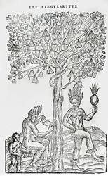 Nana fuit, lääkekasvi, kuvitus Singularities of France Antarktiquesta, Andre de Thevet, 1558