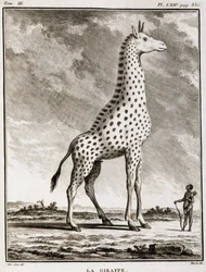 Luonnonhistoriallinen levy: La Giraffe - Buffonin "" Natural History, General and Particular -kirjassa".