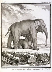 Luonnonhistoriallinen levy: Pieni norsu pilkkaamassa äitiään - Buffonin "" Natural History, General and Particular" -osassa