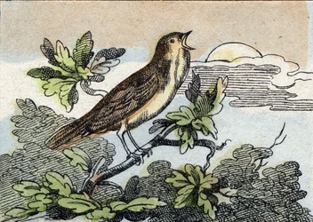 Satakieli. Kaiverrus "Buffon Alphabet des Oiseaux n 1". 3. Serie N 1. Epinalin kuvantaminen, Epinal, 1800-luvun loppu. 16 sivua. Mitat: 28 x 21 cm