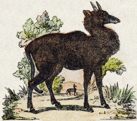 Nyl-ghau (Nyl ghau, intialainen eläin). Kaiverrus "Wild Animals Alphabet". 9. sarja. Kuvia Epinalista, Pellerin, kirjapaino-kustantaja, n. 1870. Kaiverrukset puuhun, stensiili. 16 sivua. Koko: 20 x 15 cm. Yksityinen kokoelma