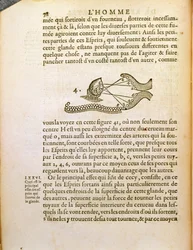 Optinen kaavio Rene Descartesin (1596-1650) De Homine Figurisista, julkaistu Haagissa, 1662