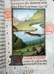 Saukko pyydystämässä kalaa, Gaston Phebus de Foixin (1331-91) Livre de la Chasse -teoksesta (pergamentti).