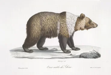 Siperiankarhuuros, "Nisäkkäiden luonnonhistoriasta" (väri litho)