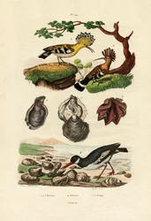 Osterit, 1833-39