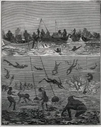 Pearl persikoita Ceylonissa (nykyinen Sri Lanka) 1800-luvulla. Kaiverrus vuodelta 1885 kirjassa "Les arts et metiers illustres", kirjoittanut Adolphe BITARD.