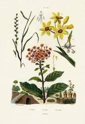 Monivuotinen ruisruoho, 1833-39
