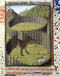 Piege a wolf - "" Metsästyskirjassa Gaston Phoebus, Foixin kreivi, Lord of Béarn""