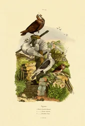 Kyyhkyset, 1833-39