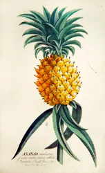 Ananas (värillinen kaiverrus)