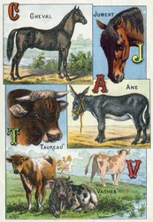 Levy 1: hevonen, tamma, härkä, aasi, lehmät. Kaiverrus "Kotieläinten ja maatilan tavuaakkoset". Serie A. Pellerin et Cie, kirjapainot-kustantajat, Epinal, 1800-luvun loppu. Kromolitografiat . Mitat: 19,5 x 13,5 cm