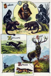 Levy 1: Apinat, oranki, antilooppi, hirvi, kettu. Kaiverrus "villieläinten tavuaakkosilla". Serie A. Pellerin et Cie, kirjapainot-kustantajat, Epinal, 1800-luvun loppu. Kromolitografiat. Pieni 8-sivuinen mainosalbumi, joka sisältää tavun ja