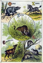 Levy 2: karhu, seepra, tiikeri, peura, majavat. Kaiverrus "villieläinten tavuaakkosilla". Serie A. Pellerin et Cie, kirjapainot-kustantajat, Epinal, 1800-luvun loppu. Kromolitografiat. Pieni 8-sivuinen mainosalbumi, joka sisältää tavun ja kuvan