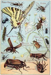 Levy 2: Korvien lävistys, Gupe, Blue Meat Fly, Flambe, Gardener, Centipedes, Firefly, Rose Channeton, Gloss mato, Perho, Field Cricket, Chablets