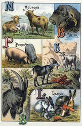 Levy 2: lampaat, Belier, siat, vuohet, kanit. Kaiverrus "Kotieläinten ja maatilan tavuaakkoset". Serie A. Pellerin et Cie, kirjapainot-kustantajat, Epinal, 1800-luvun loppu. Kromolitografiat . Mitat: 19,5 x 13,5 cm